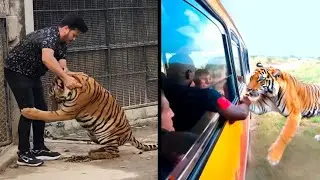 Wild Tigers Attack Humans On Live Camera