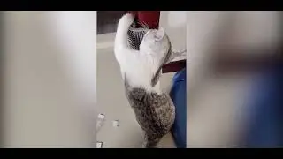 Cat Self Groomer Wall Corner Brush