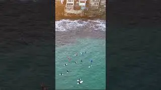 The #greynurseshark are back !! I saw a school of fish whilst I was doing the live and voila!