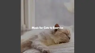 Understated Jazz Trio - Vibe for Open Work Space