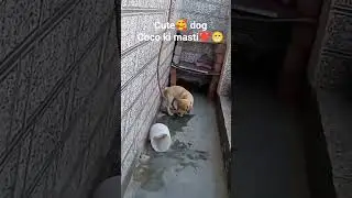 #coco #ki #masti