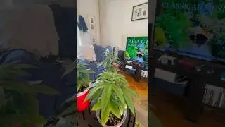 REDI-LO GROW Presents: Paradise Surprise &ldquo;topping&rdquo; the girls off ✂️🌱