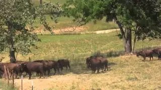 Moving Bison at Miller Bison at Elkhead Ranch