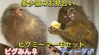 希少猿ピグミーマーモセットをお見合いさせ、一緒にしてみました！果たしてお見合いの結果は・・・？