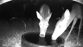 Amazing deer action on Trail Cameras in the Backyard #backyardtrailcammoments