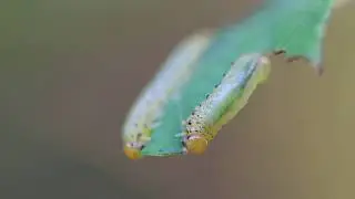 Tenthr&egrave;de