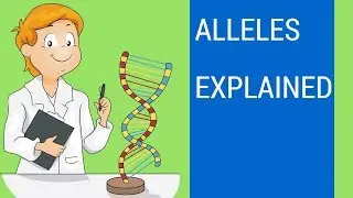 What is an allele ? ( Allele examples )