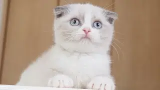 Scottish Fold Female with Blue Point & White@pethousetinytiny-scottishf4535