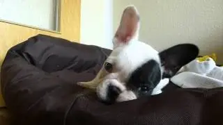 Duffy - Französische Bulldogge 9 Wochen alt