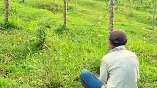 Simple Tool: Cutting Grass for Livestock Feed with a Sickle _FarmersLife _Shorts