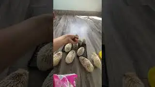 Wow you waiting me #hedgehog #animal #cute #adoreble #cutepet #pet #cuteanimals #animalphotos