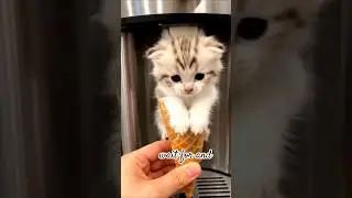 #shortsvideo #cute #funny #cat #animals #love # shorts