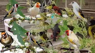 Щегол страсть в крови 🦅🕊️ Замечательно 😍