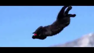 Копия видео Cute Kittens Fly in Slow Motion to Hip Hop Dubstep 720