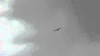 mar 20 2014 red tailed hawk circling over cu game farm