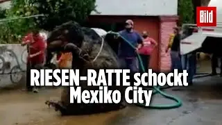 Gigantische &bdquo;Monster-Ratte&ldquo; aus Kanalisation geborgen