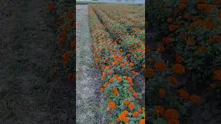 Kolkati tennis ball variety seed plant's kheti (result)