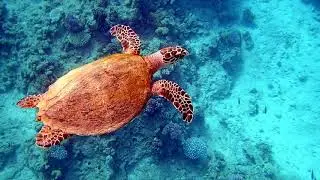 MOVENPICK SHARM EL SHEIKH UNDERWATER