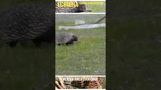 echidna | landak kok Bertelur? | Binatang aneh | #binatang #hewan #hewanlucu
