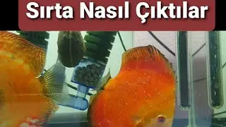 DISCUS YAVRU  SIRTA ALMA NASIL OLUYOR 😬👍👍