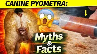 Canine Pyometra: Myths & Facts | American Bully