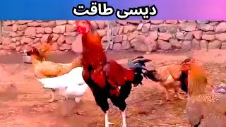 Original Desi Murgi Rooster in Full Power 💪#viral #tranding 
