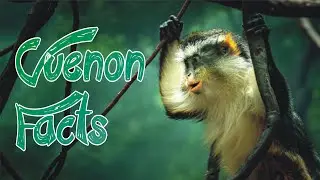 Guenon | Facts | Factify
