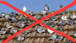 COMO FAZER PARA POMBOS NÃO IR MAIS NA CASA ESTA FUNCIONA