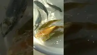 Beautiful Koi producing beautiful fry… #koi