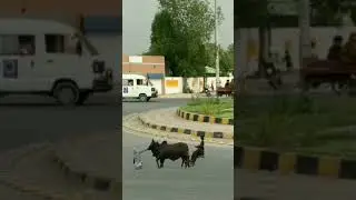 bail chori🐂😱