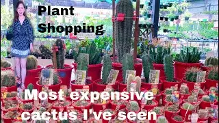 The most expensive cactus I've seen | Plant Shopping at Flower Power