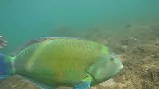 Ilha das cabras: o melhor ponto de mergulho aut&ocirc;nomo da Ilhabela/SP