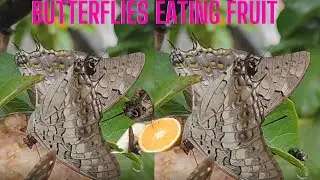 Butterfly Eating Fruit | Jo Laali - SwarnaLatha Videos