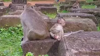 Monkey Ellen with Baby So Cute