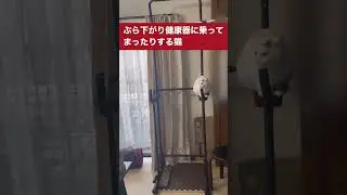 まったりする猫#まったり猫 #ほっこり #くつろぐ #こり