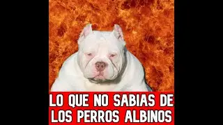 TOP CURIOSIDADES SOBRE LOS PERROS ALBINOS|  LO QUE NO SABIAS