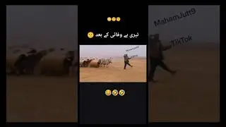 terry beywafai Kay bade #funny #enjoyment #viral #funnycomedy #youtubershorts #onlyfun