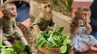 Smart Monkey Bryyan go to pick Bok choy with mom and cook 😍🙉 #monkey #monkeyvideo #monkeylove
