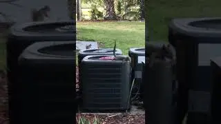 Squirrel On A/C Unit