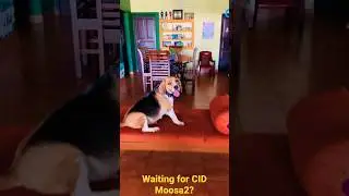 Beagle waiting for CID Moosa 2_🤣🤣👀🤣😎
