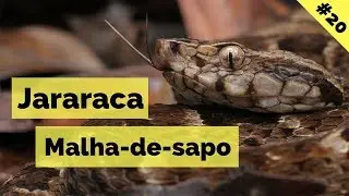 Jararaca-malha-de-sapo - Bothrops leucurus