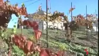 Castilla y León en el mundo-  San Francisco
