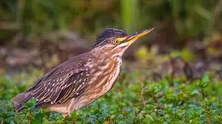 Striated Heron &middot; Garcita Verdosa | 4k