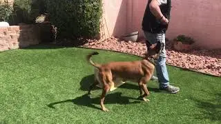 NePoPo&reg;️ teaching heel on the right