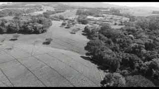 Satemwa