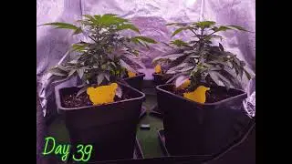 SEED TO FLOWER - BANANA HAMMOCK (Grape God x Mandarin Sunset)