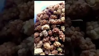 Mulberries 100% naturally without any chemical use direct dry sun light Mulberry #mulberries #msijbk
