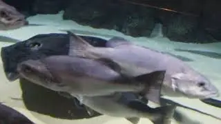 Stingray at Kelly Tarton Aquarium