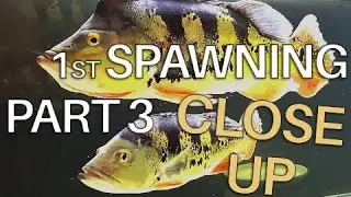 PART 3 1ST SPAWNING CLOSE UP ! Peacock Bass Cichla Monoculus