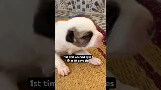 Наконец-то глаза открылись! 🧿&hearts;️ #шорты #милый #собака